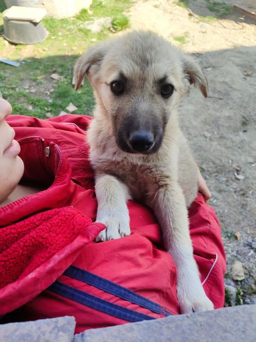 Щеночек ищет себе дом