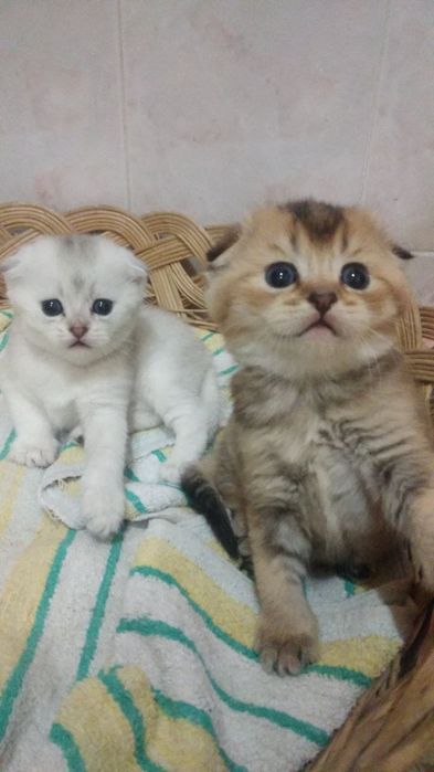 Вязка кот Шиншилла серебристый фолд