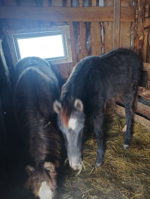 Жеребята хорошие