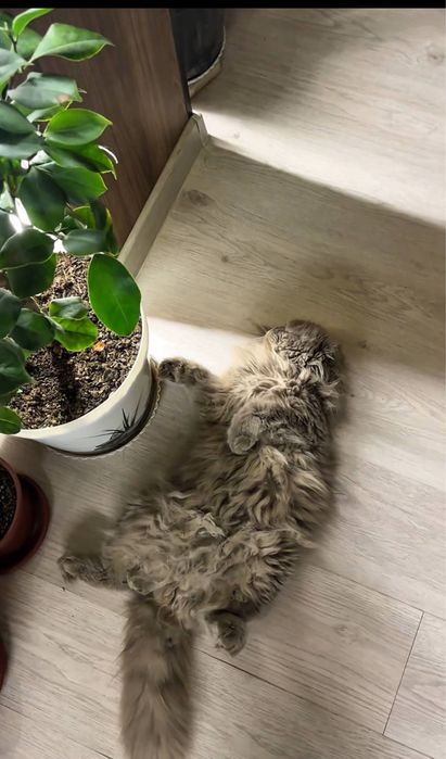 Scottish Fold Zotli Toza qon