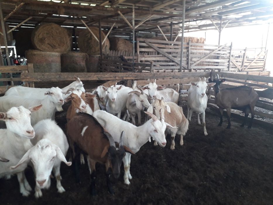 Vand 7 capre zanăn cu lapte
