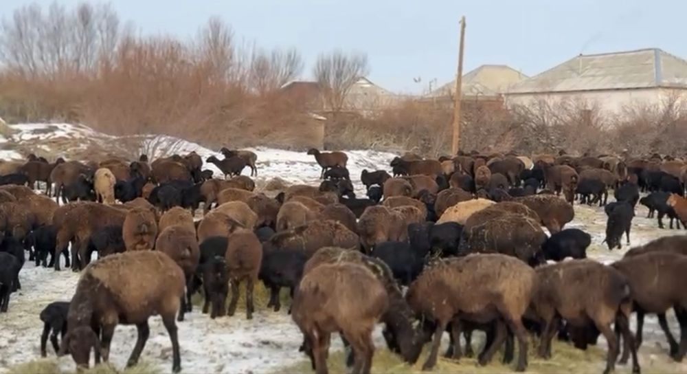 Қозылы қой сатылады. 200 бас қой, қозысымен 400 бас