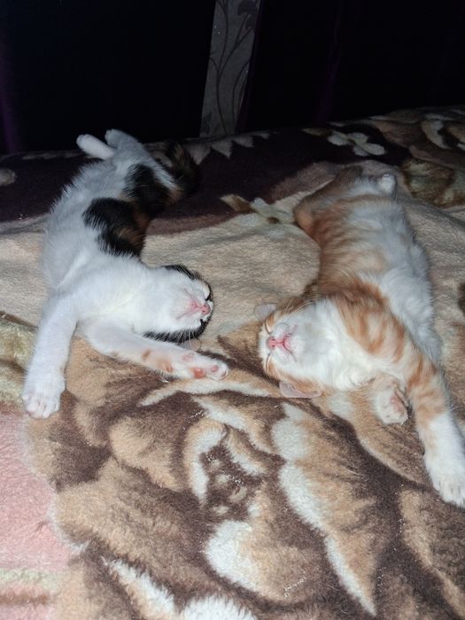 Отдам котят в добрые руки