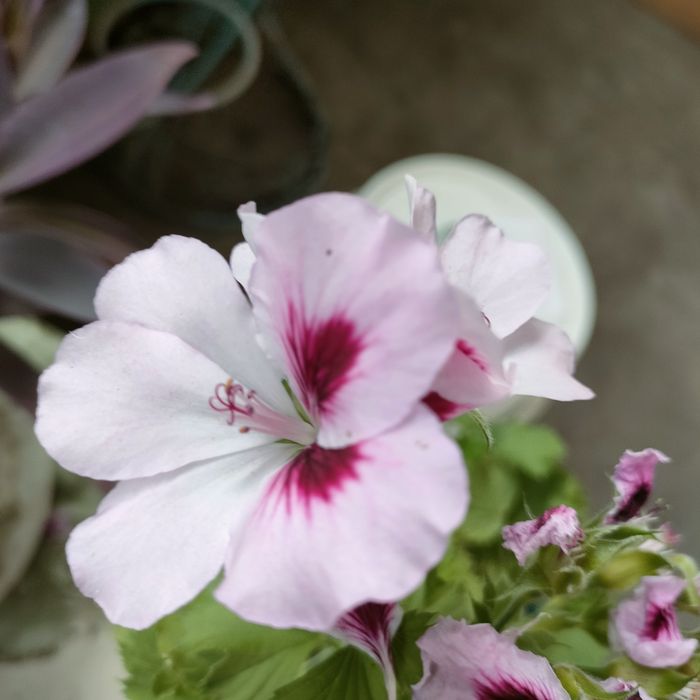 Цветочная Планета комнатные цветы