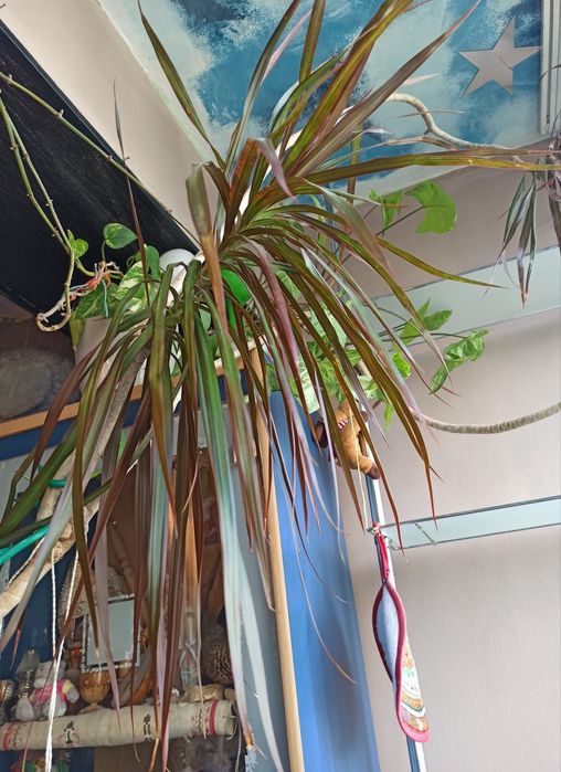 Драцена маргината Dracaena marginata