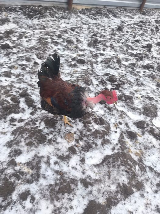 Продам молодых петухов