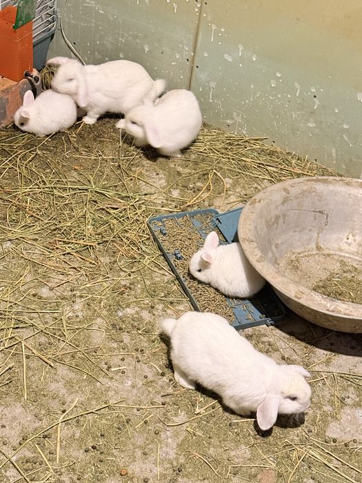 Кролик Баран продам