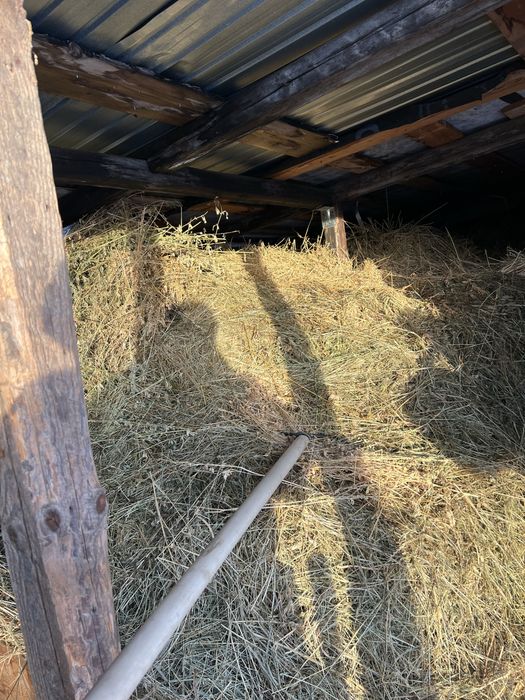 Vand lucerna calitate superioara NU e balotata baloti