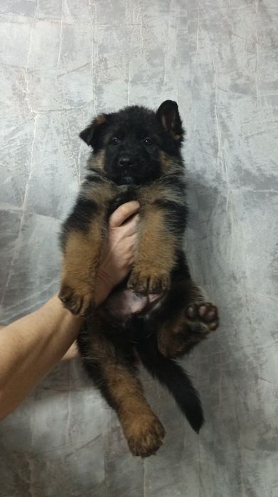 Щенки немецкой овчарки