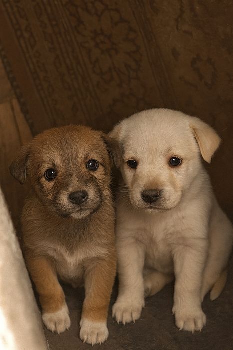 Отдам щенков в добрые руки