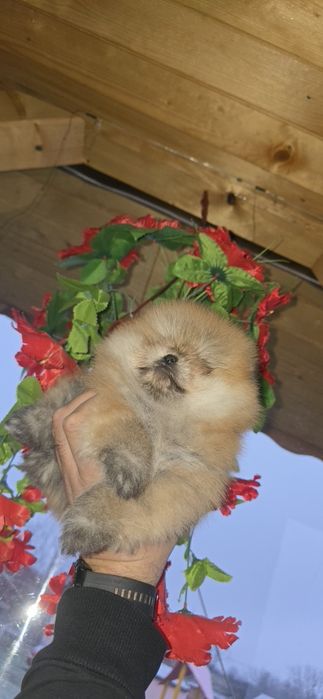 Померанчета на 2 месеца. БЕЗПЛАТНА ДОСТАВК!