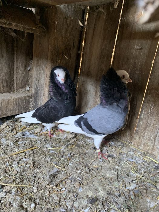 Vand 2 perechi capucini