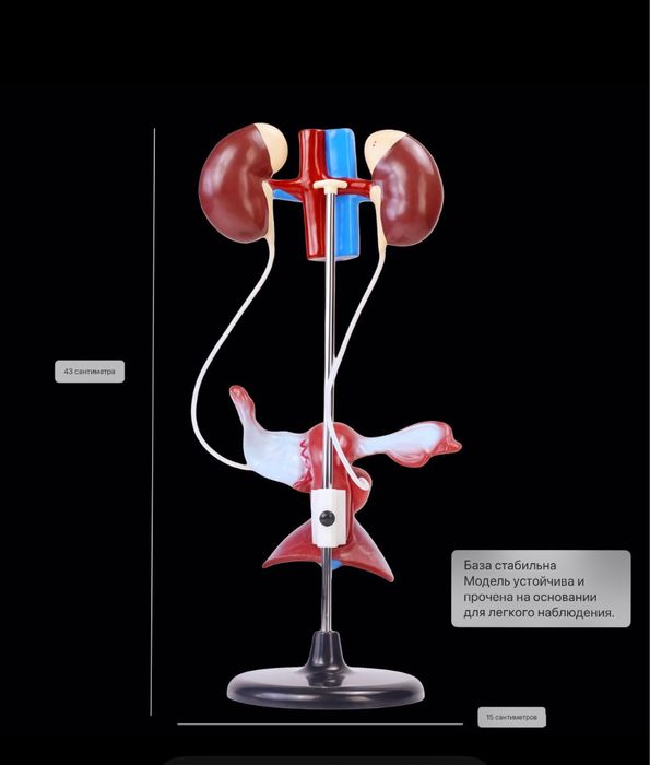 Анатомик муляж макет почки, полового органа мужчин anatomik mulyaj