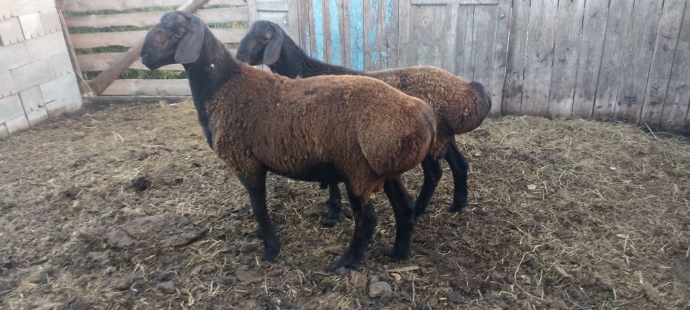 Кошкар Гиссарской породы