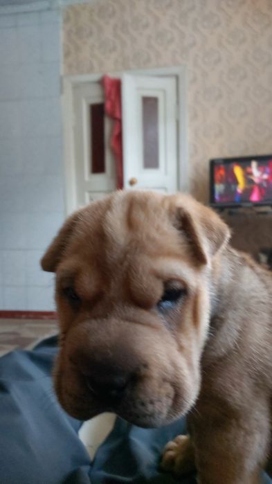 Продам щенков шарпея