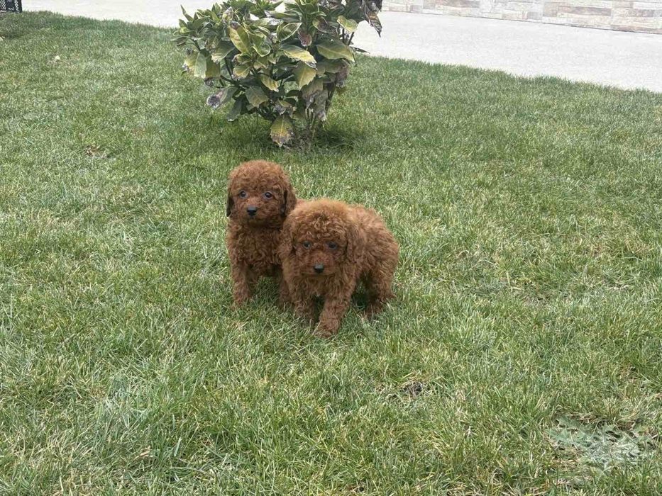 Продавам мини пудели той