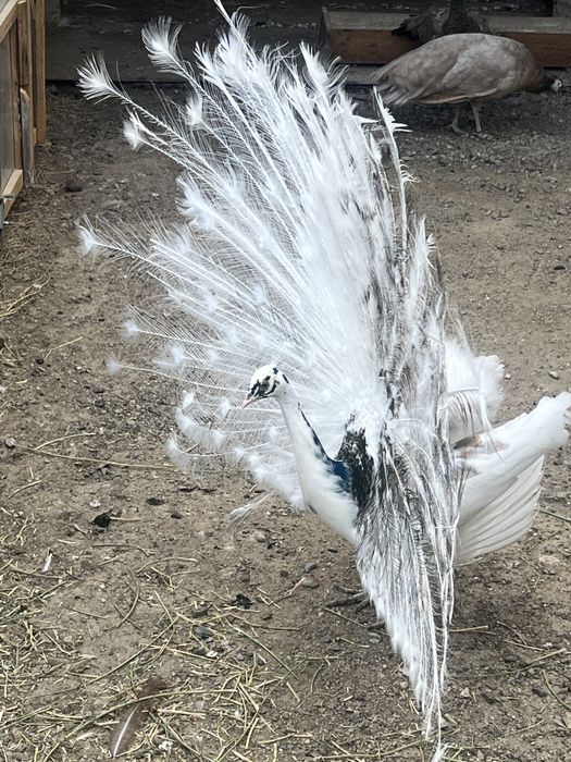 Pauni maturi 25 varietati de culoare