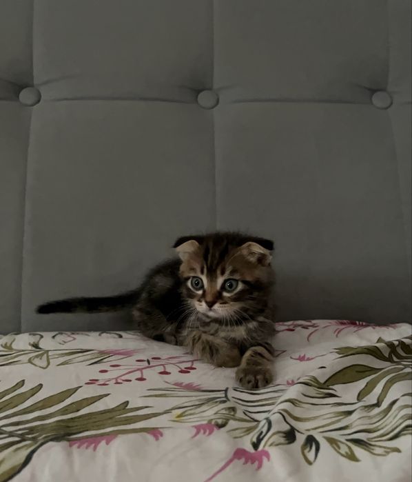 Продам котенка вислоухого