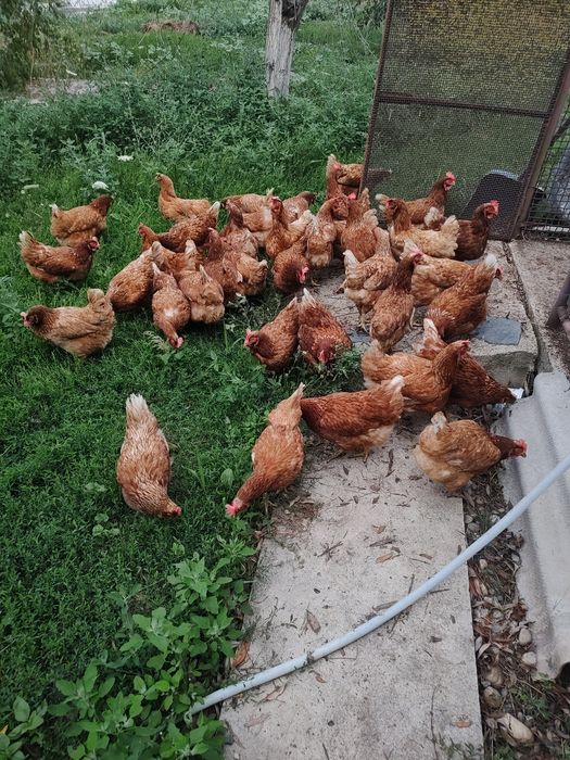 Găini roșii ouătoare