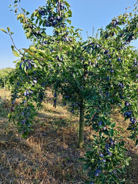 Prune de masa si gem, ofer seriozitate maxima