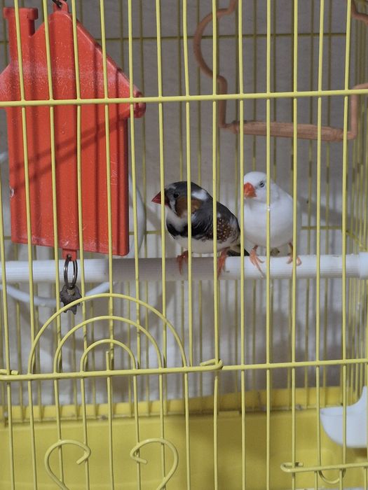 Амадины без клетки