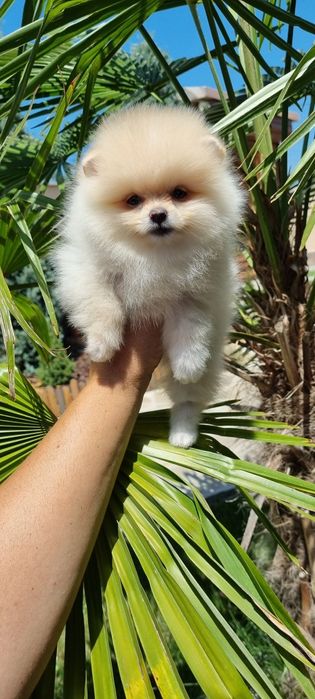 Супер мини померан померанче