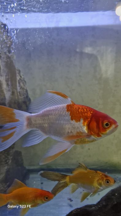 Продается Золотая рыбка