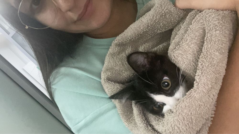 Отдам кошечку в добрые руки