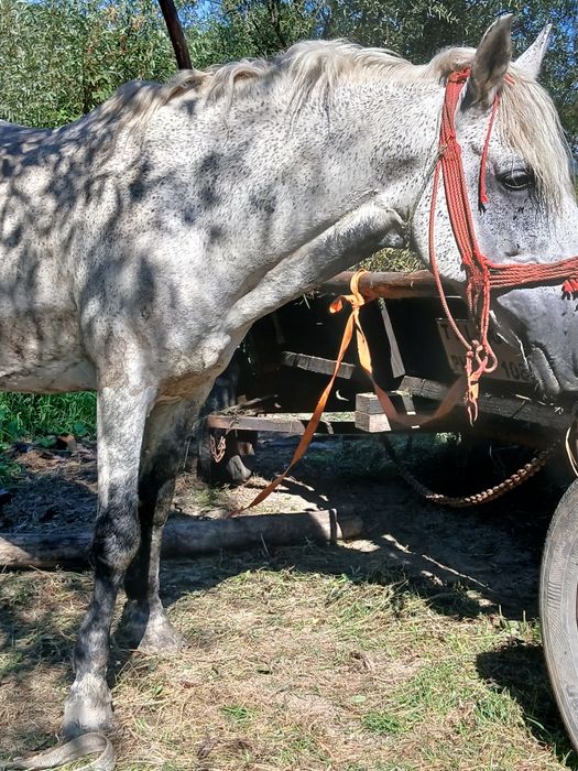 Cal de vanzare de 7 ani