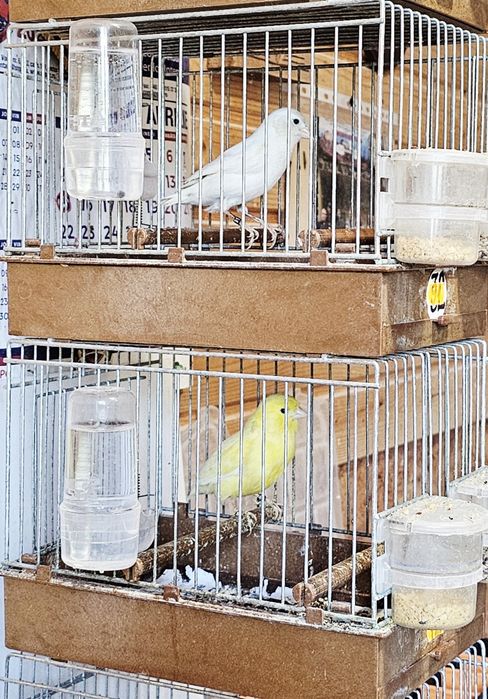 Canari  Roller 2025