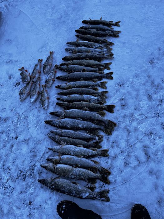 продам рыбу шуку