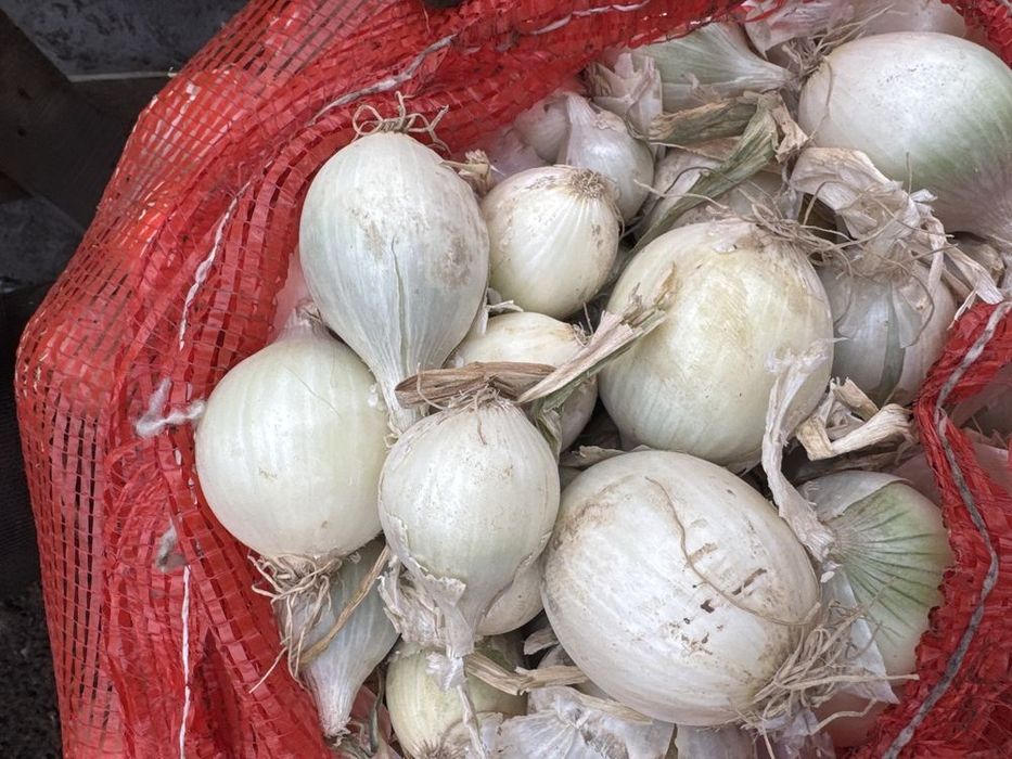 Лук Каратальский, Стардаст репчатый в мешке