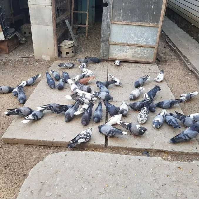 домашние Голуби кабутар  кафтар в чирчике