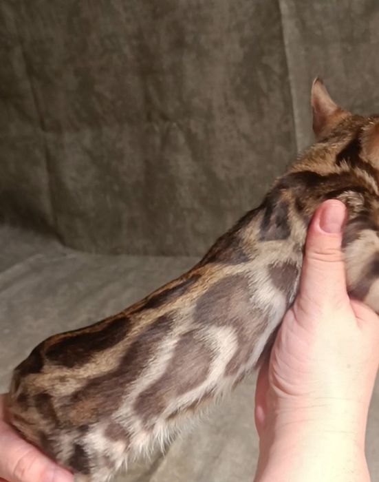 Бенгальские котята в окрасе классический браун. Премиальная линия