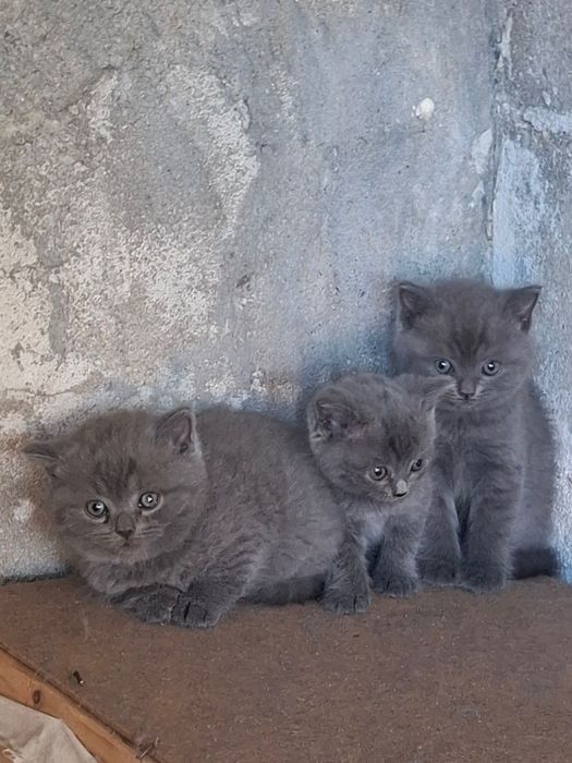 Британски късокосмести котенца