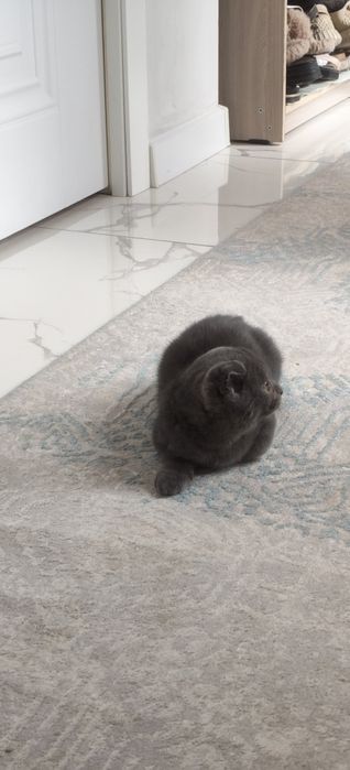 Котёнок 2 месячный очень ласковый