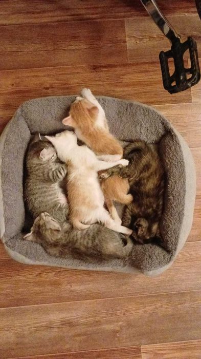 Котята мальчики и девочки