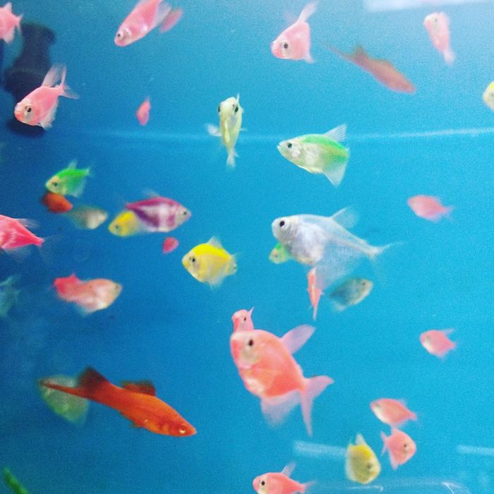 Корма для рыб в Афалине. Аль Фараби Навои