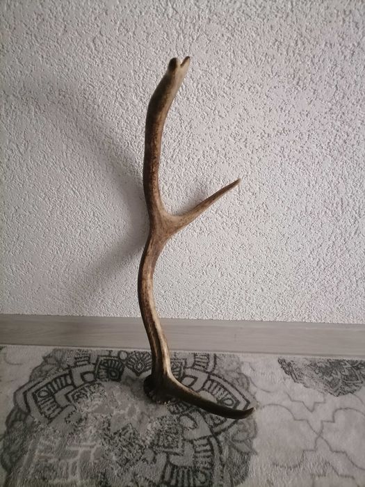 Рога от елен рога от елен