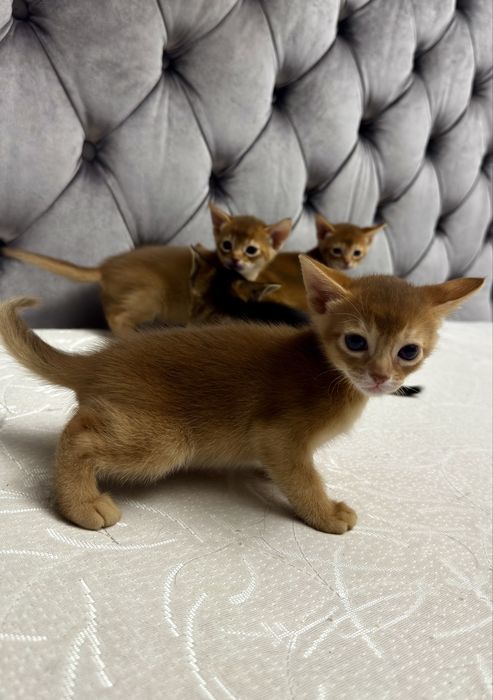 Абиссинские котята
