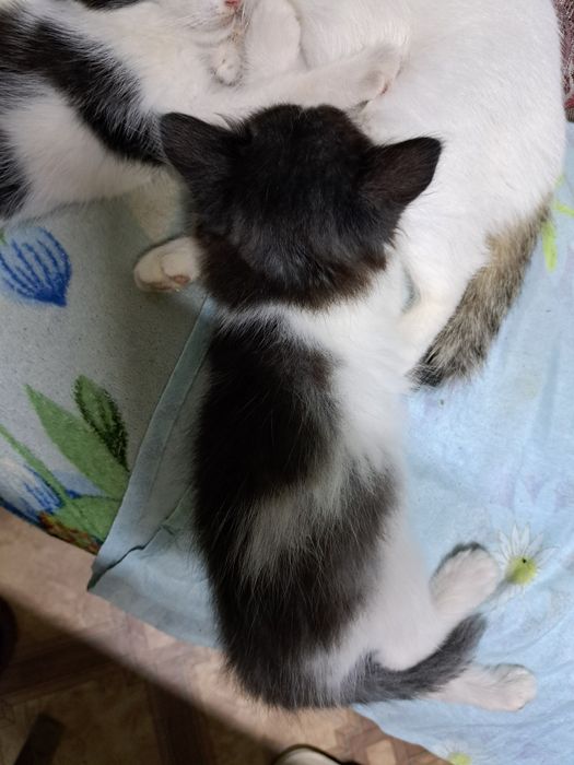 Отдам даром котят
