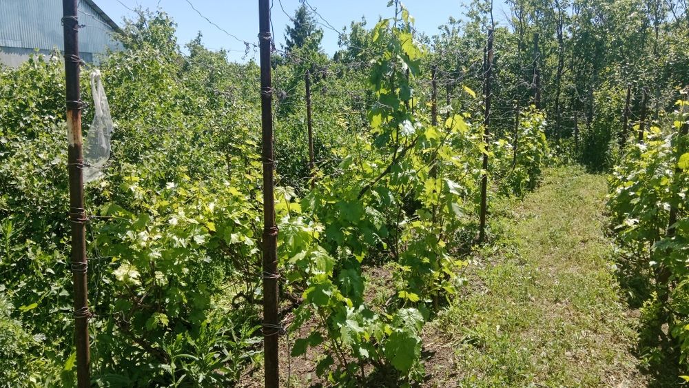 Продам дачю 8 соток