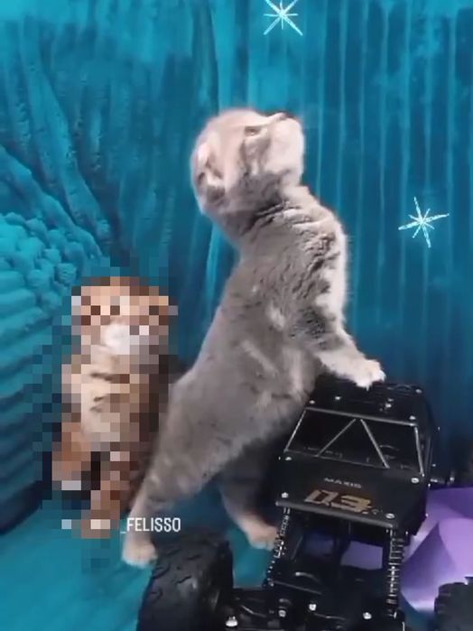 Милашечка продается