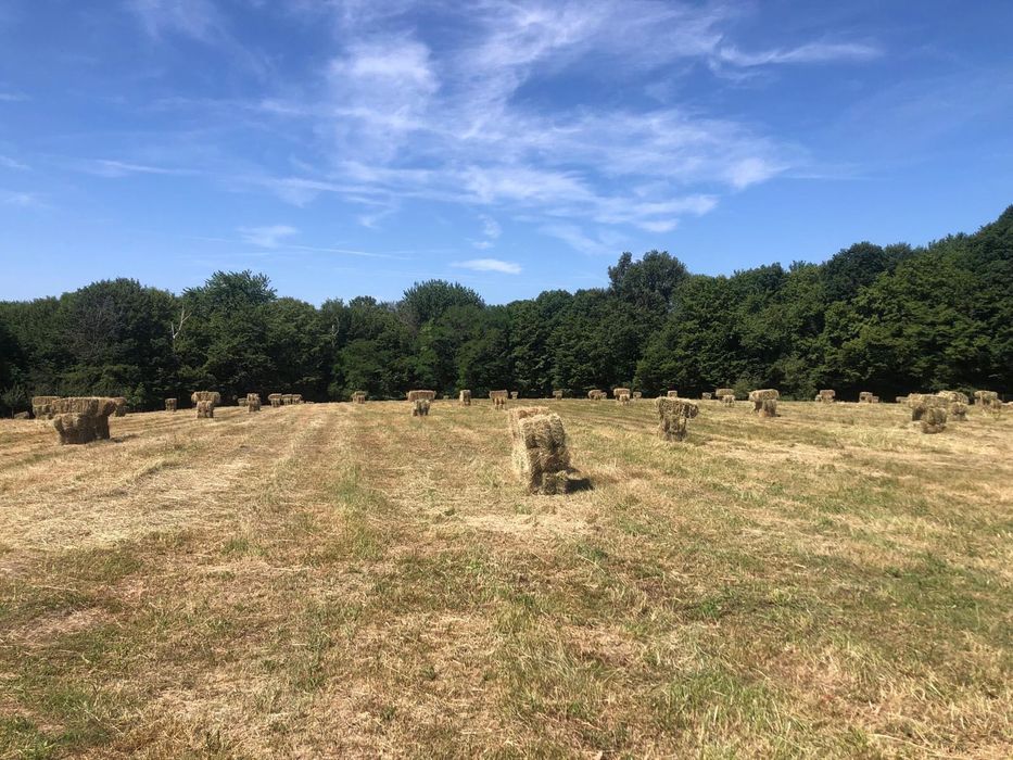 Vand Baloti fan - 12 Lei