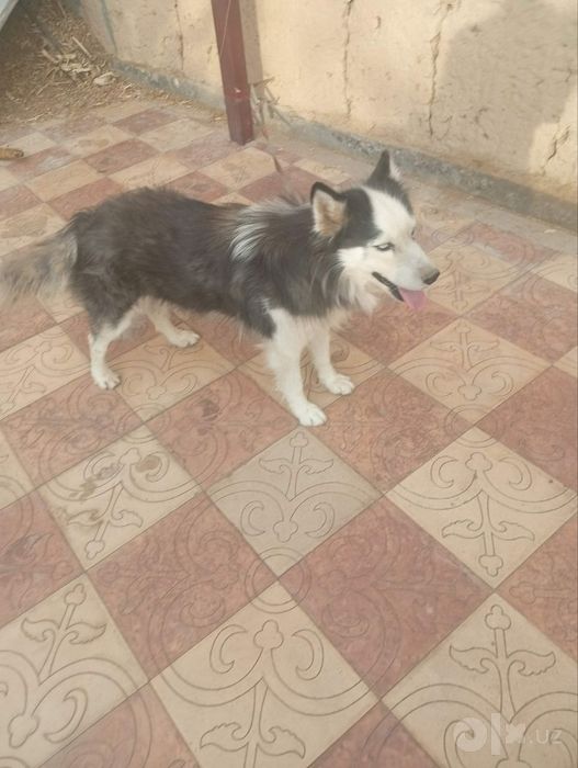 1 yosharli xaski