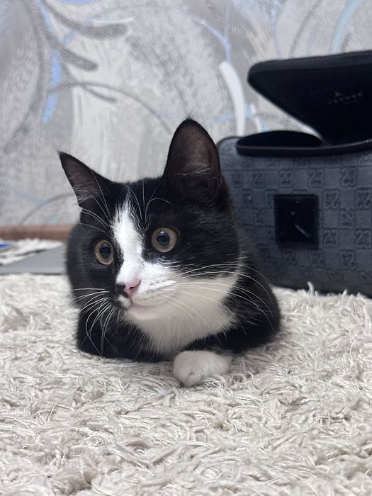 Кошка, еще котенок