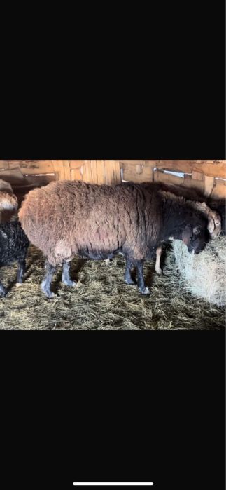 Продам кошкара Гисара на племя