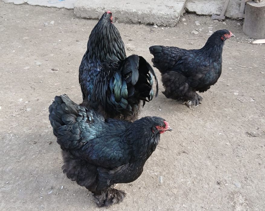 Oua gaini Brahma Negru/Sussex