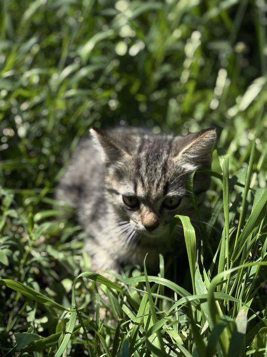 Котенок бесплатно