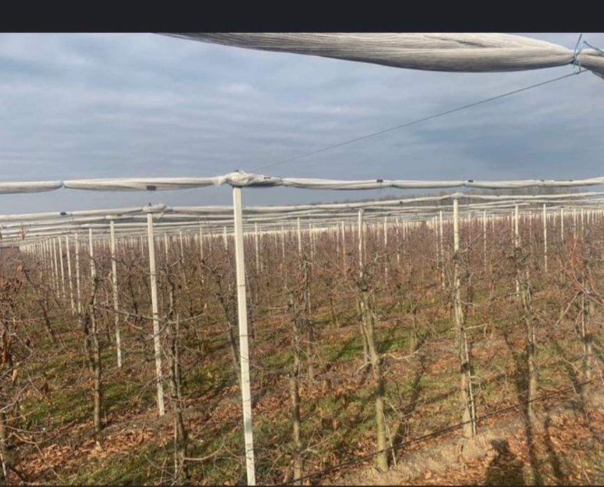 Toaletari pomi fructiferi  tranport crengi